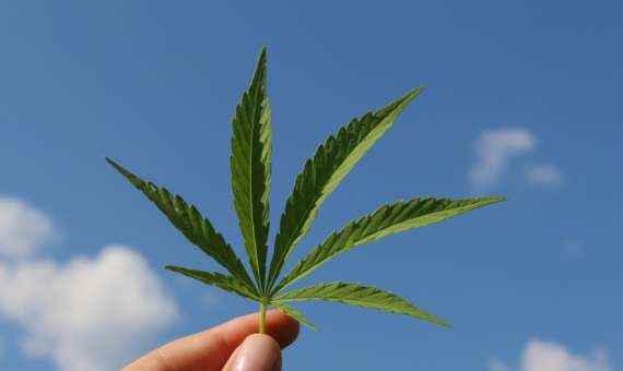 Club Cannabis En España