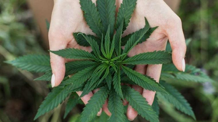Cannabis associations