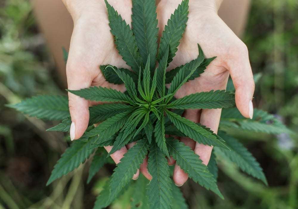Cannabis associations
