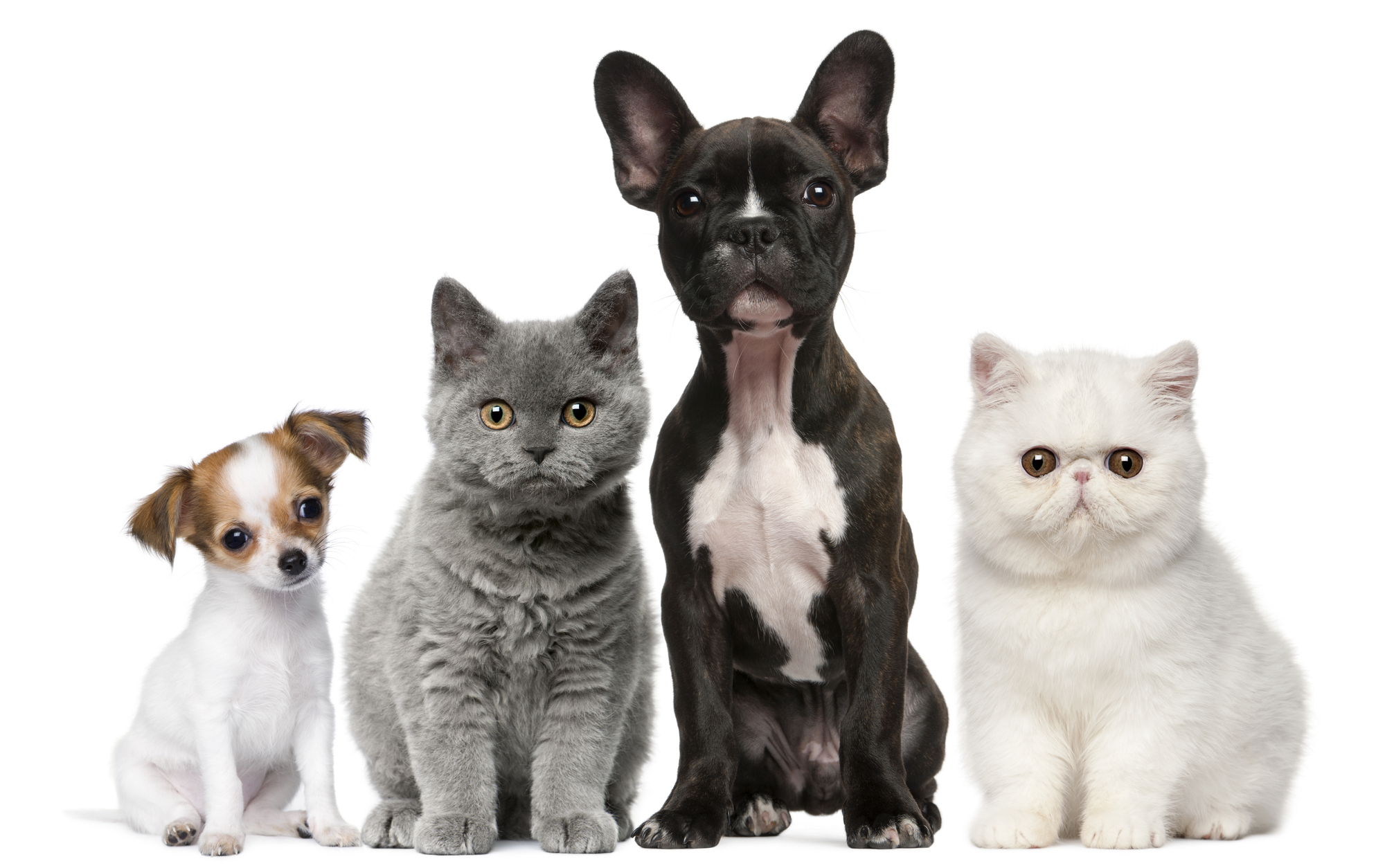 Grupo de perros y gatos delante de fondo blanco