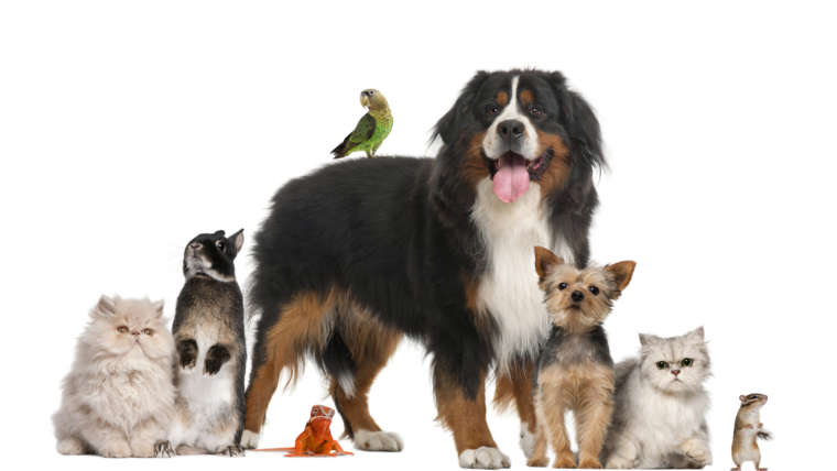 The unknown coverage of homeowner’s insurance for damages caused by pets