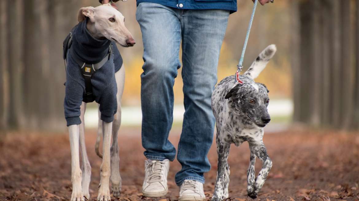 Custodia de las mascotas: ¿Quién se queda con los animales de compañía en casos de separación o divorcio?