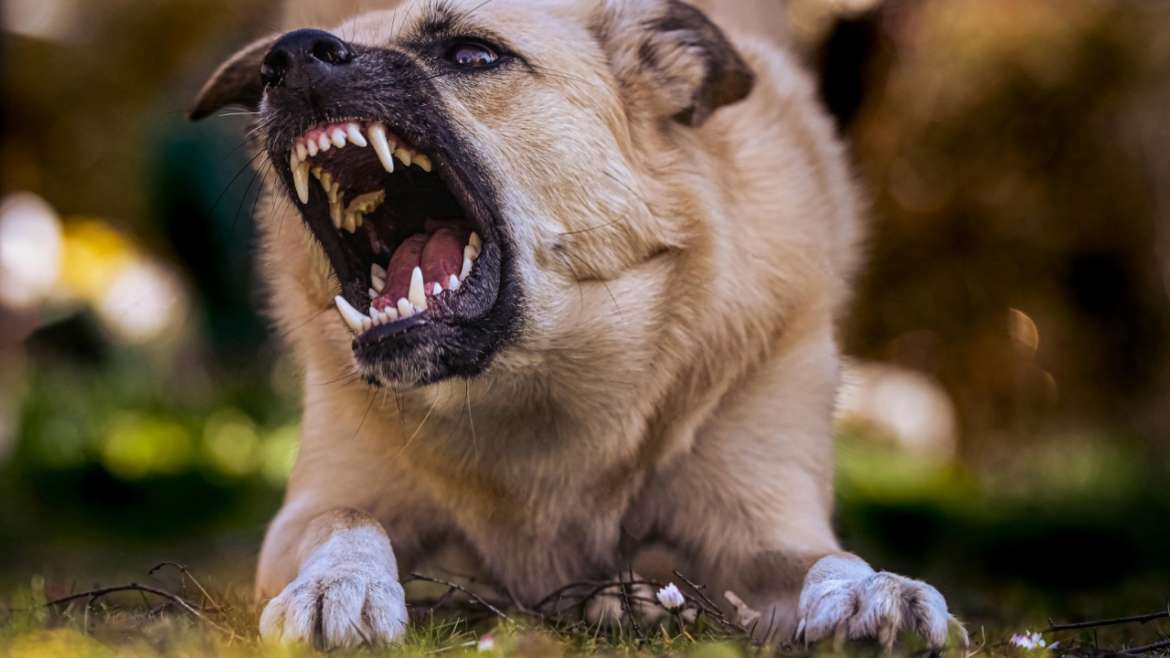 Mordedura de Perro: Responsabilidad Concurrente