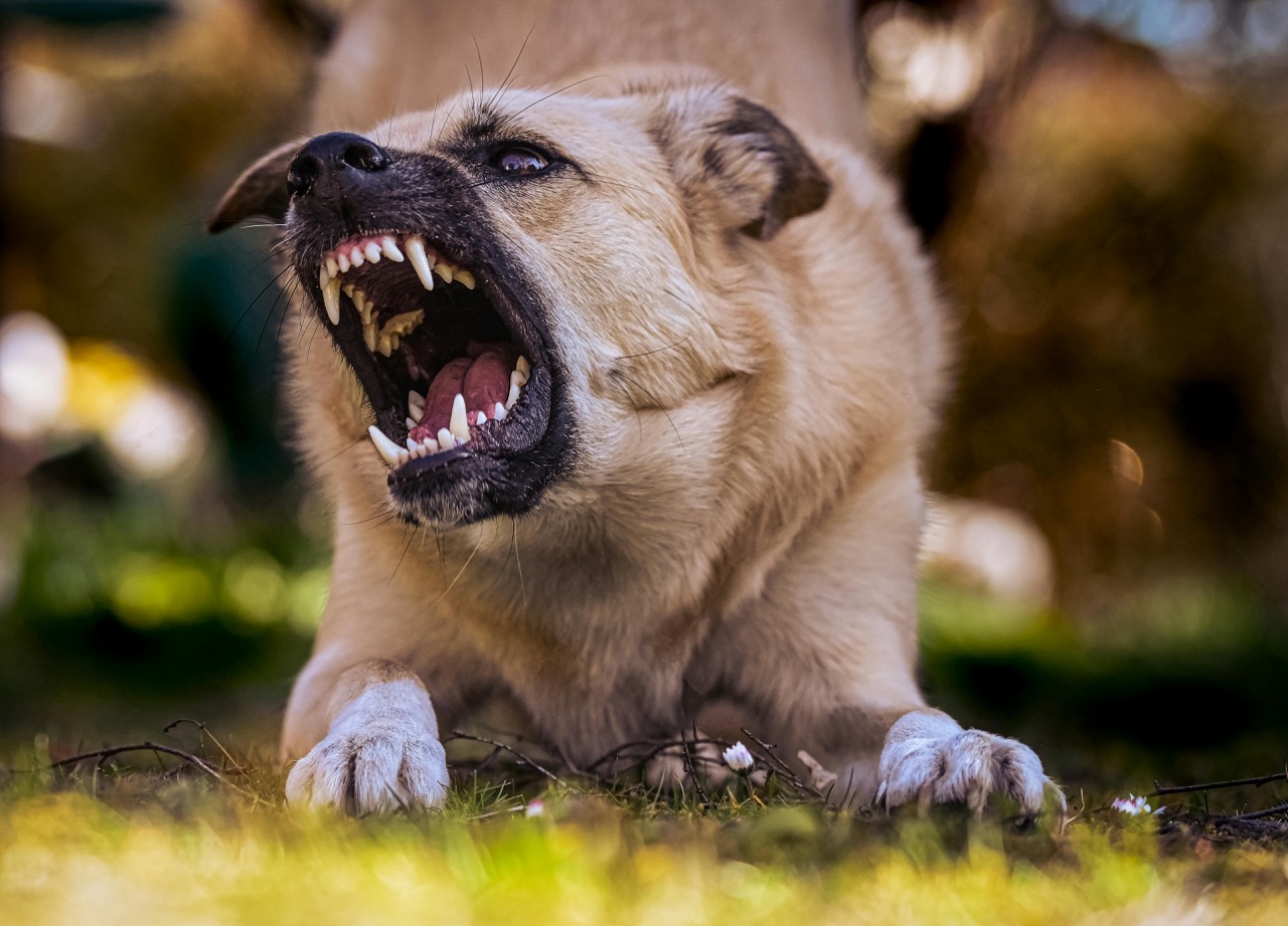 Mordedura de Perro: Responsabilidad Concurrente